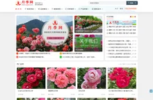 月季网 - 树状藤本大花，月季批发交易基地