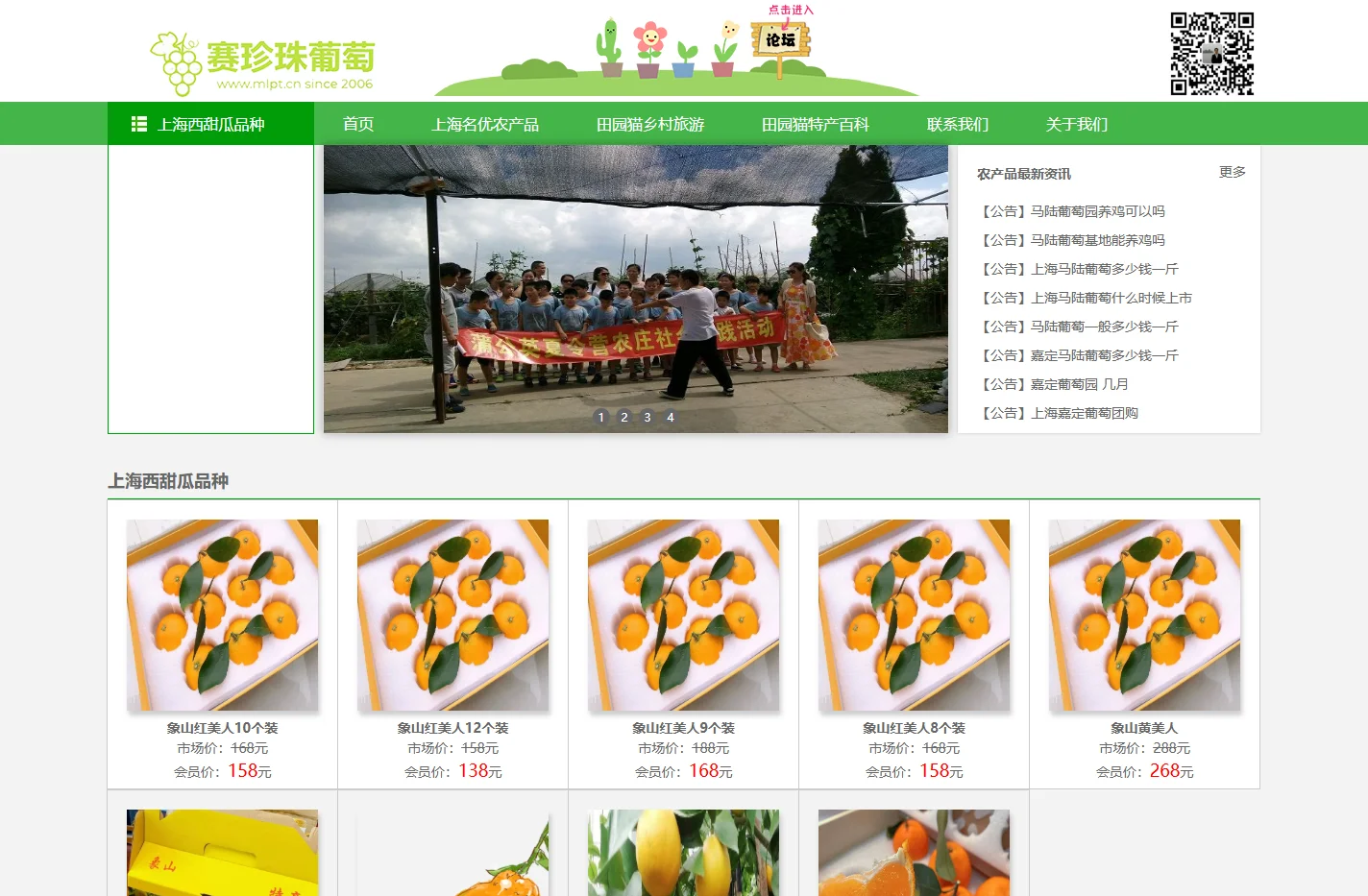南汇玉菇甜瓜网-南汇玉菇甜瓜采摘基地新品种礼盒装批发价格多少钱一斤